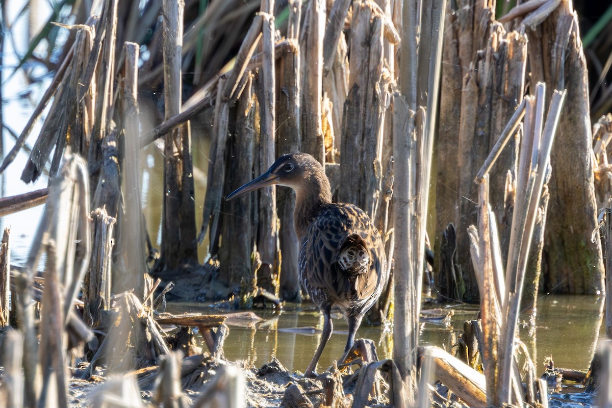 King Rail - ML643731985