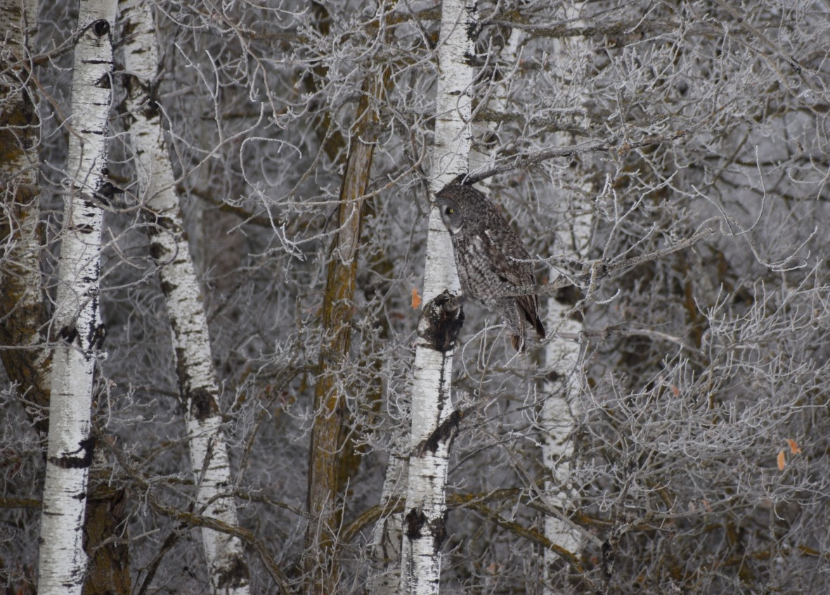 カラフトフクロウ - ML643731995