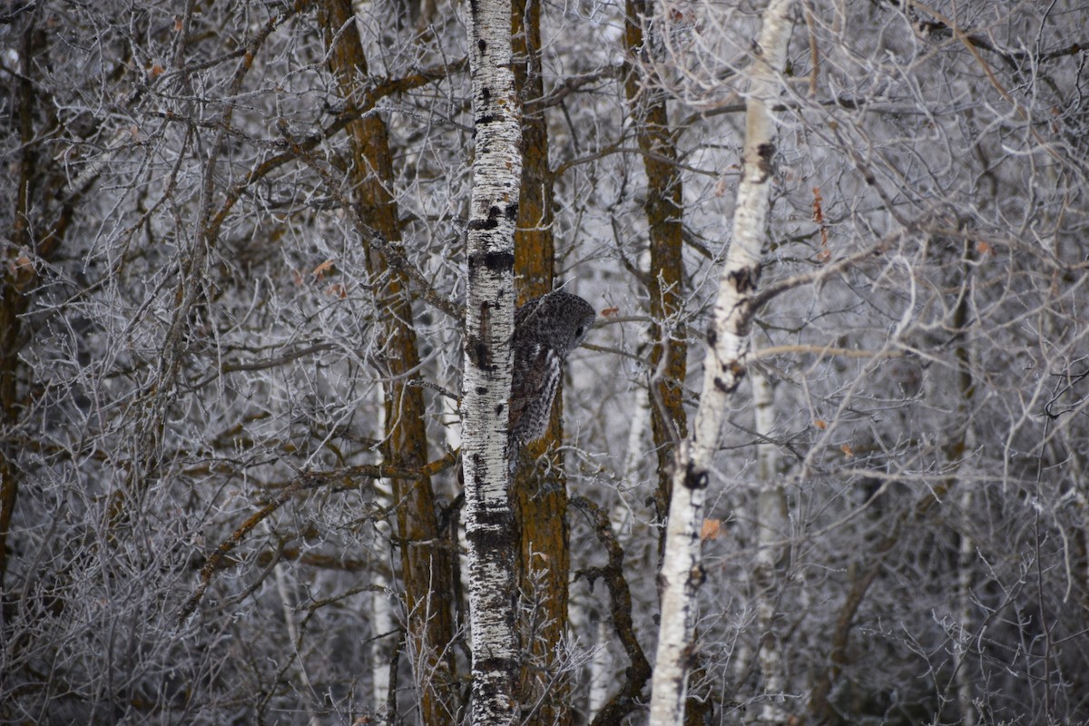 カラフトフクロウ - ML643731996