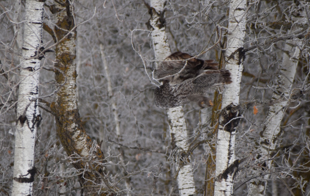 カラフトフクロウ - ML643731997