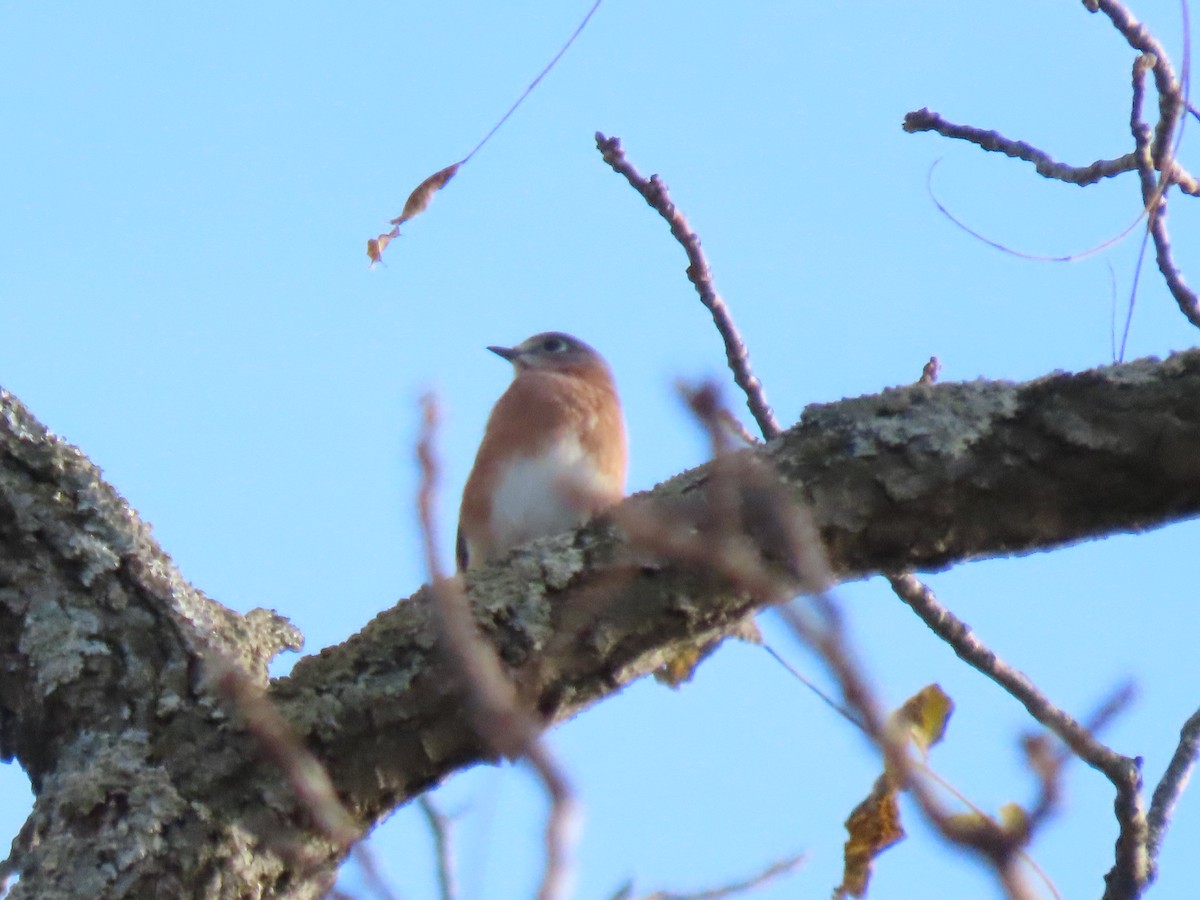 Eastern Bluebird - ML643732020