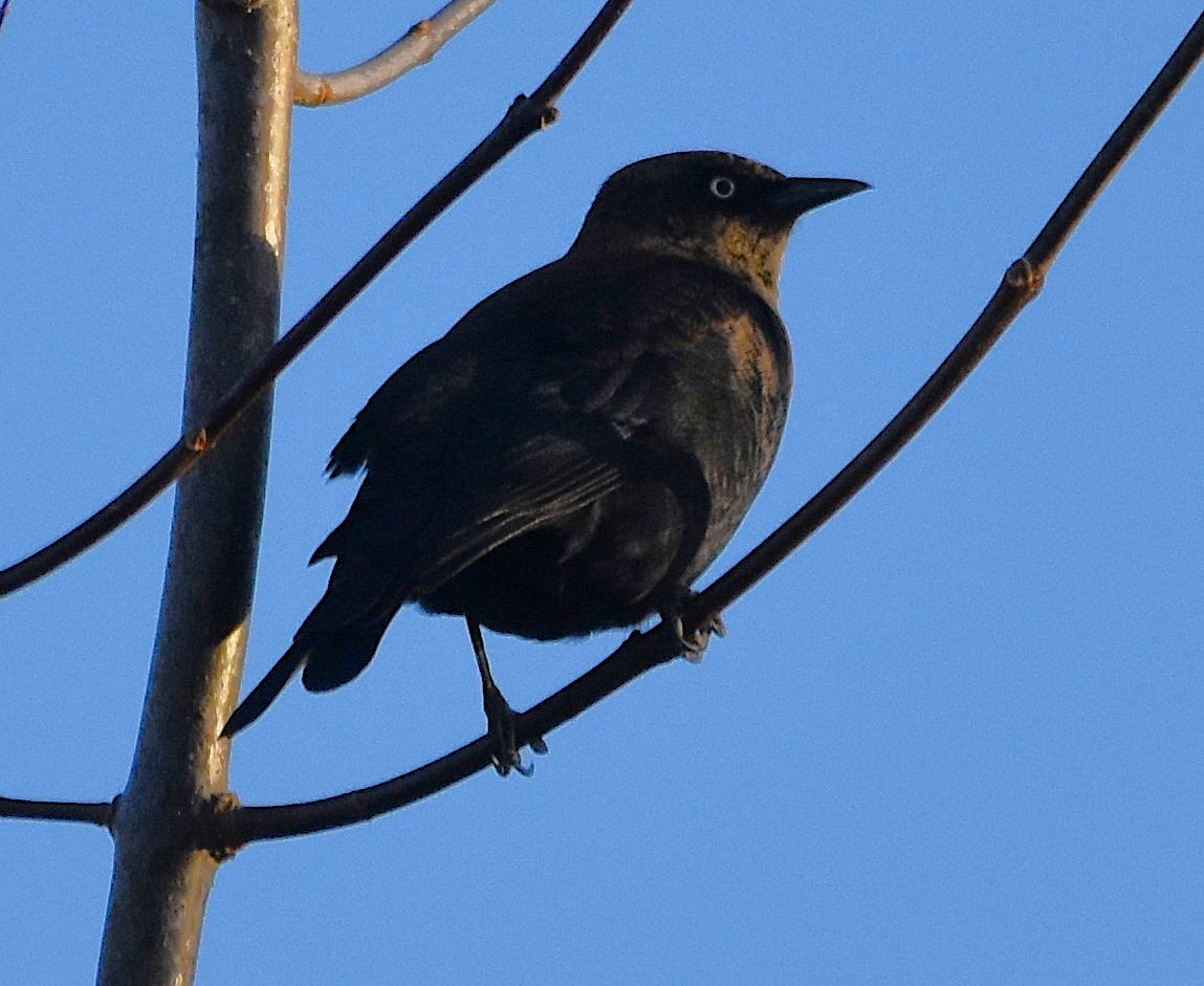 Rusty Blackbird - ML643732023