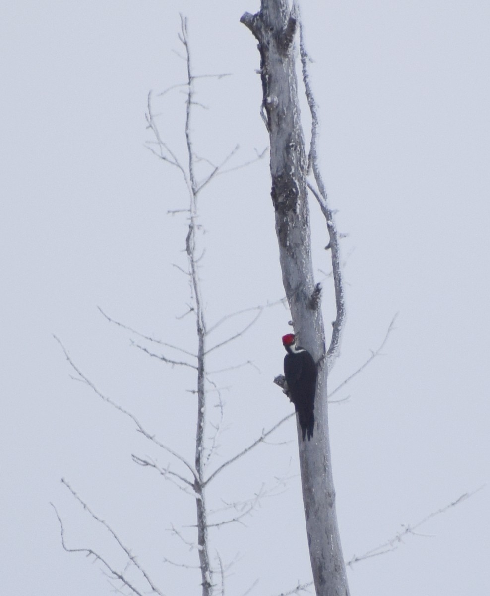 エボシクマゲラ - ML643732028