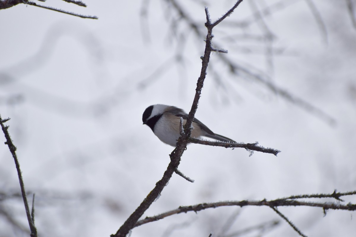 アメリカコガラ - ML643732035