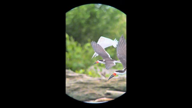 Black Skimmer - ML643732051