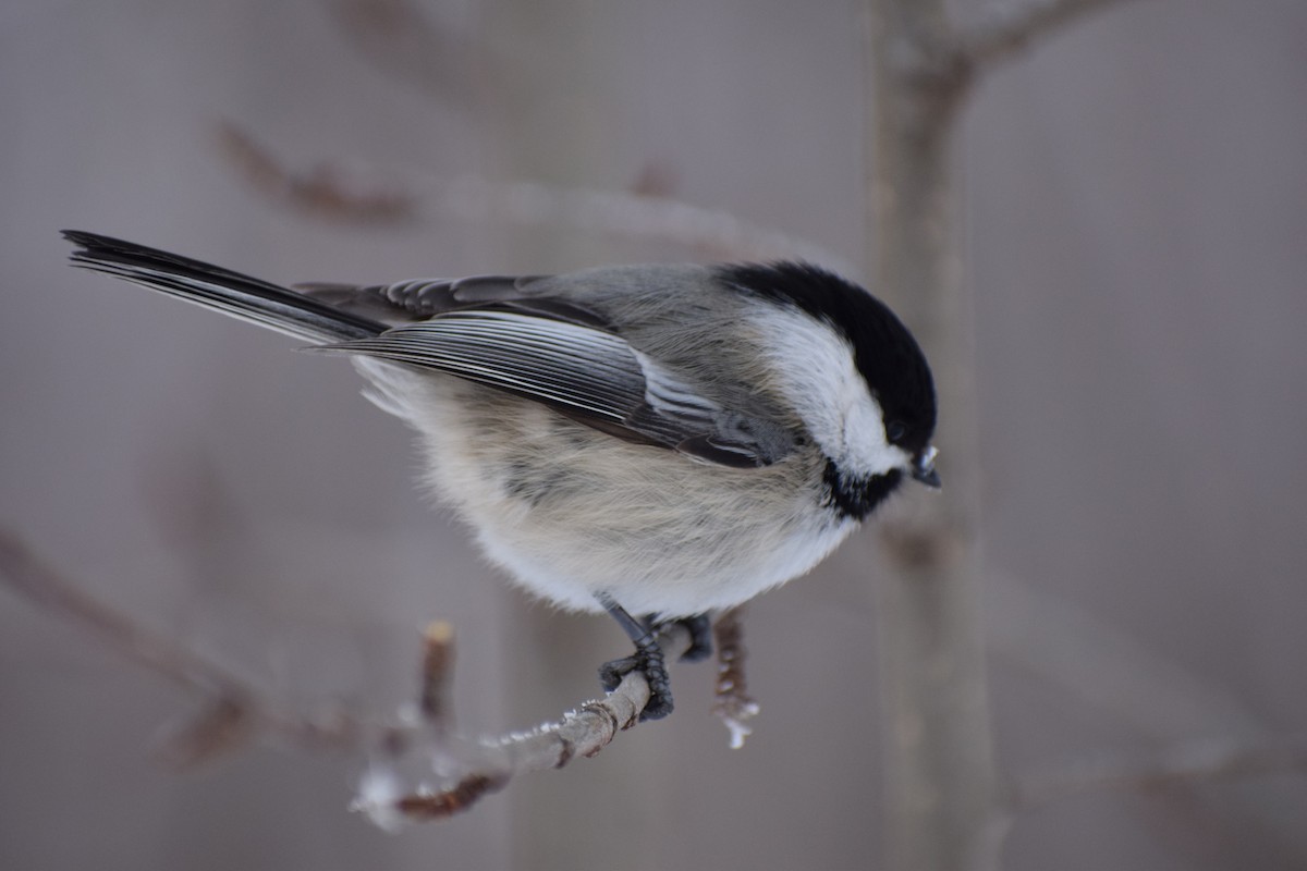 アメリカコガラ - ML643732055