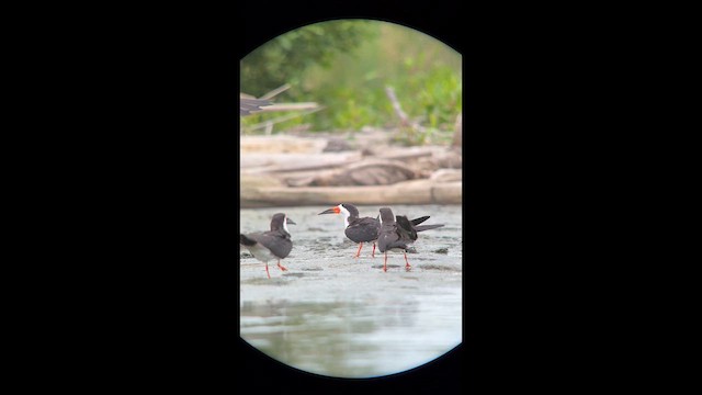 Black Skimmer - ML643732056