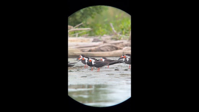 Black Skimmer - ML643732058
