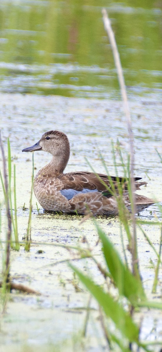 Blue-winged Teal - ML643732061