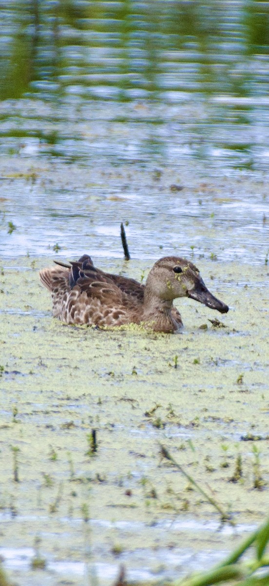 Blue-winged Teal - ML643732062