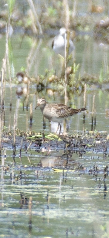 Bécasseau à poitrine cendrée - ML643732075