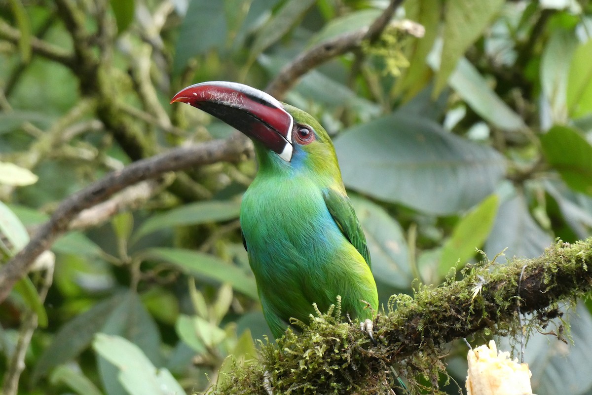 Toucanet à croupion rouge - ML643732077