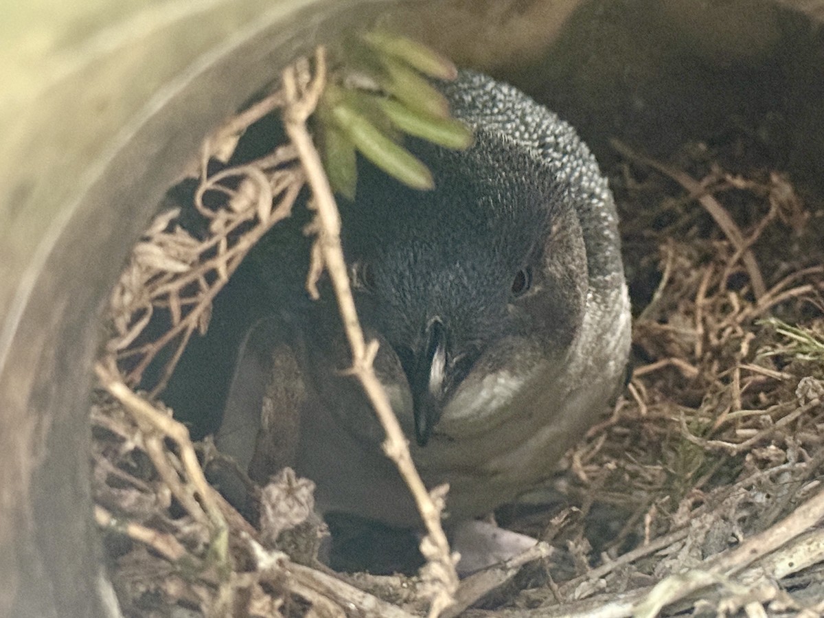Little Penguin - ML643732091
