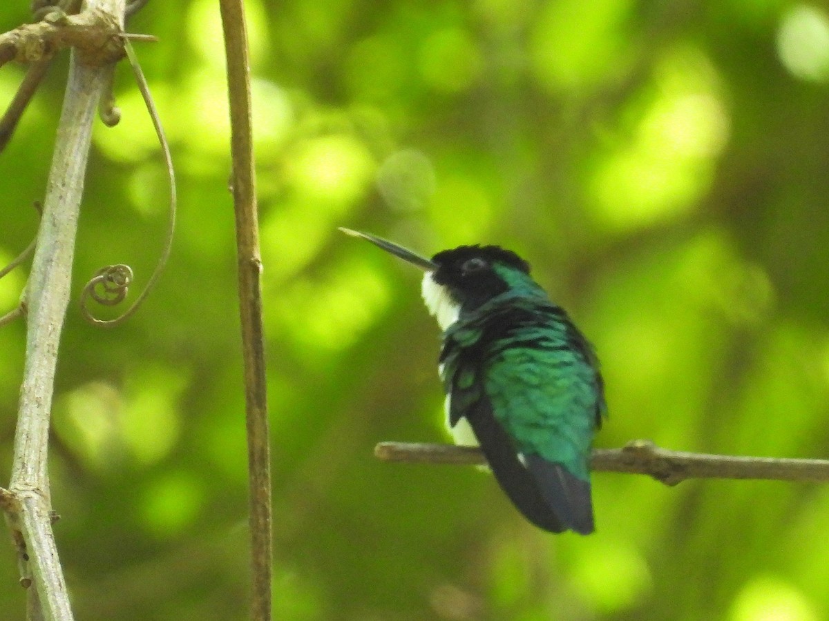 Colibri féérique - ML643732113