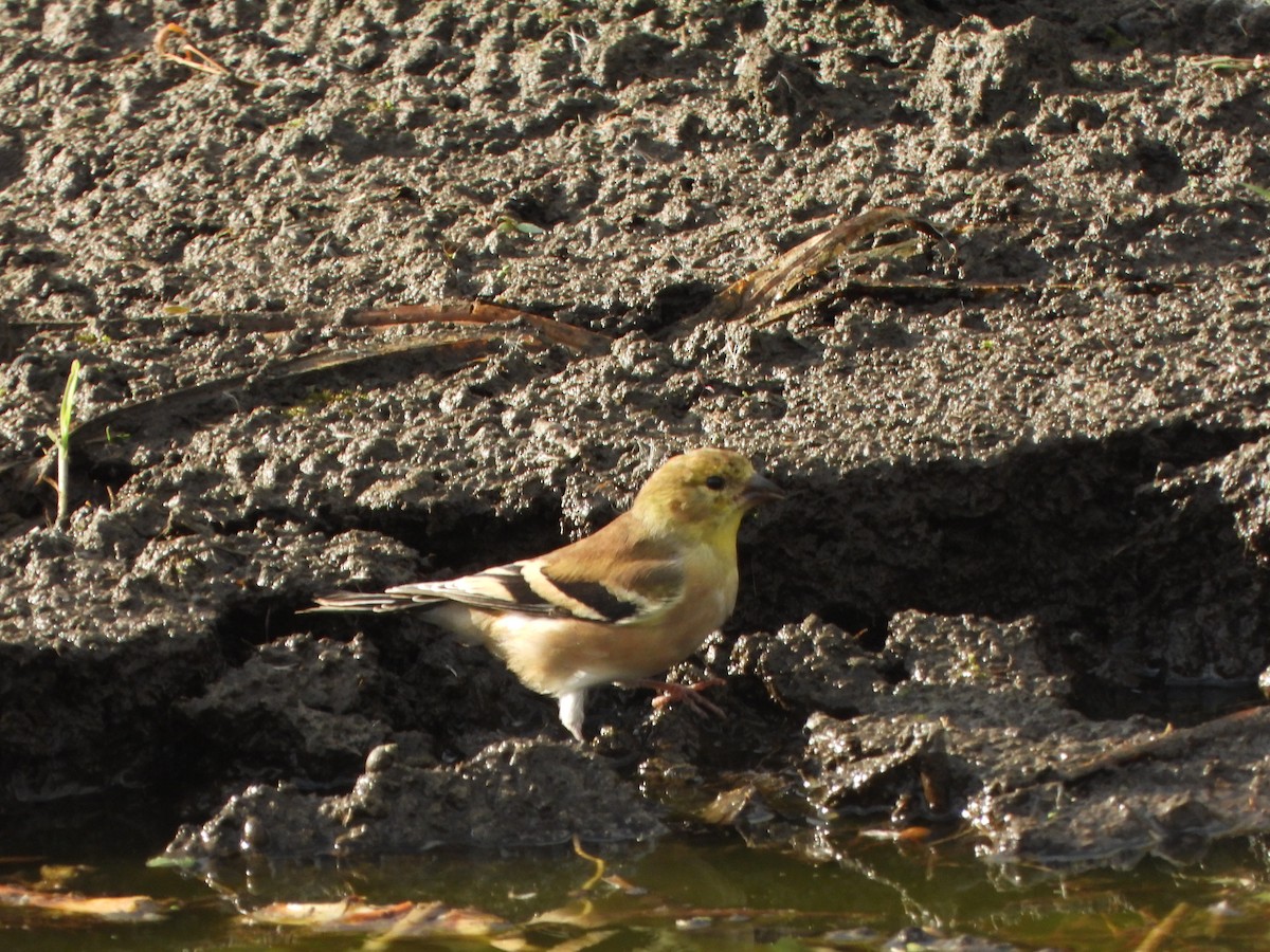 American Goldfinch - ML643732119
