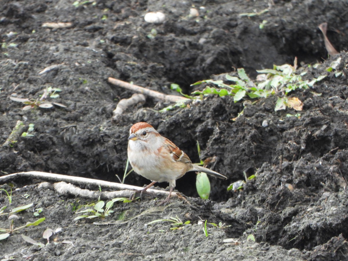 American Tree Sparrow - ML643732120