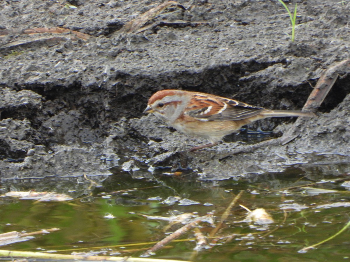 American Tree Sparrow - ML643732124