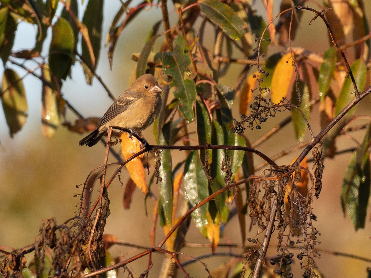 ルリイカル - ML643732129