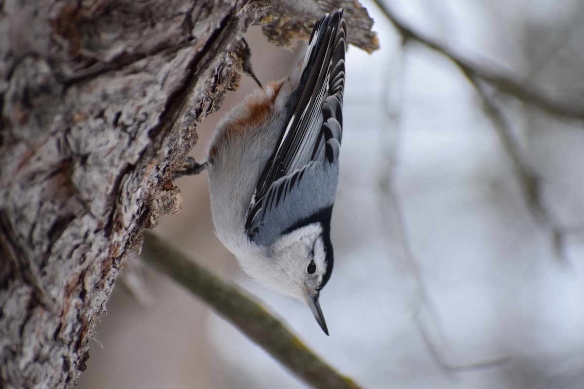 ムナジロゴジュウカラ - ML643732136