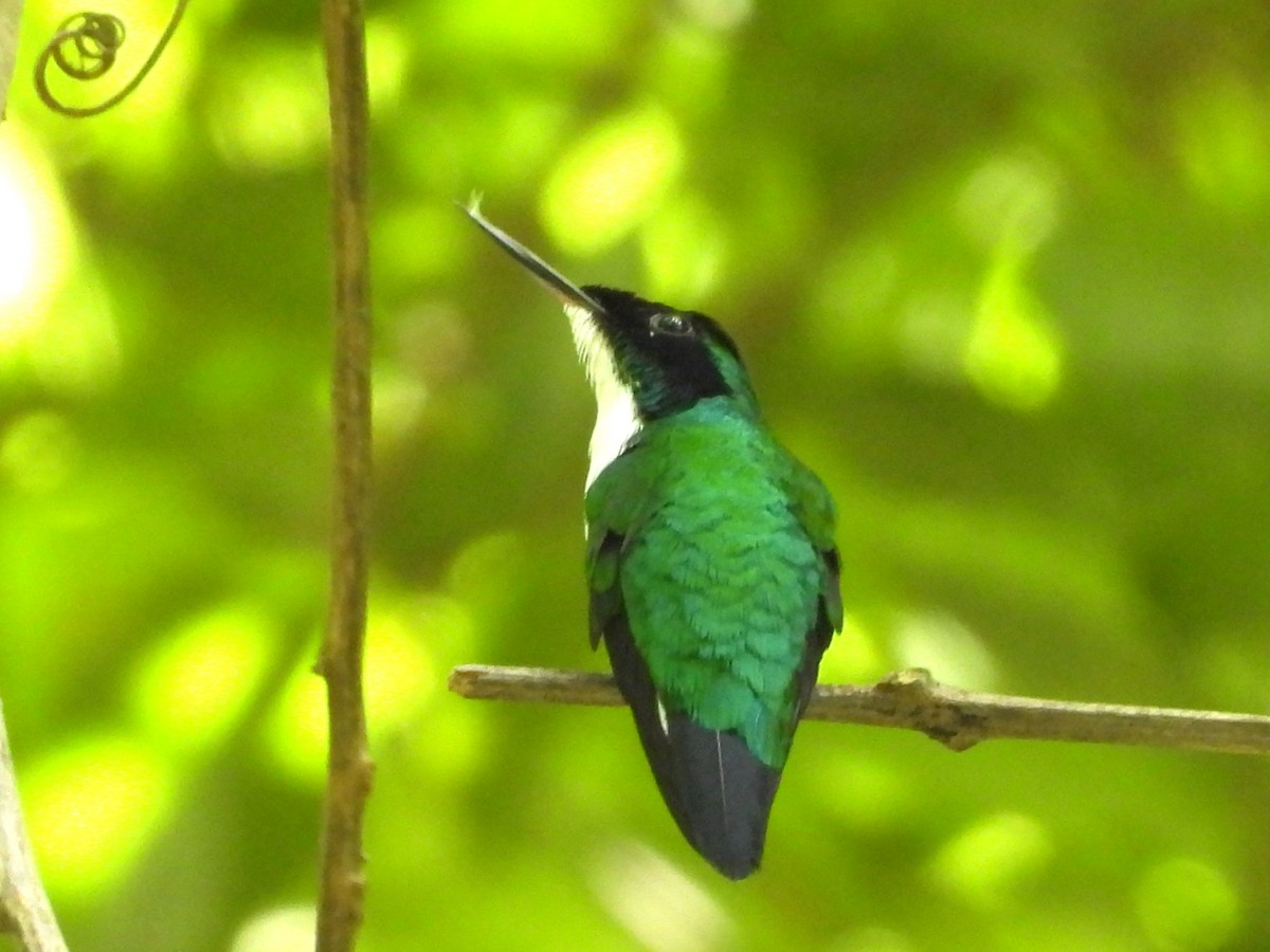 Purpurkron-Schmuckkolibri - ML643732153