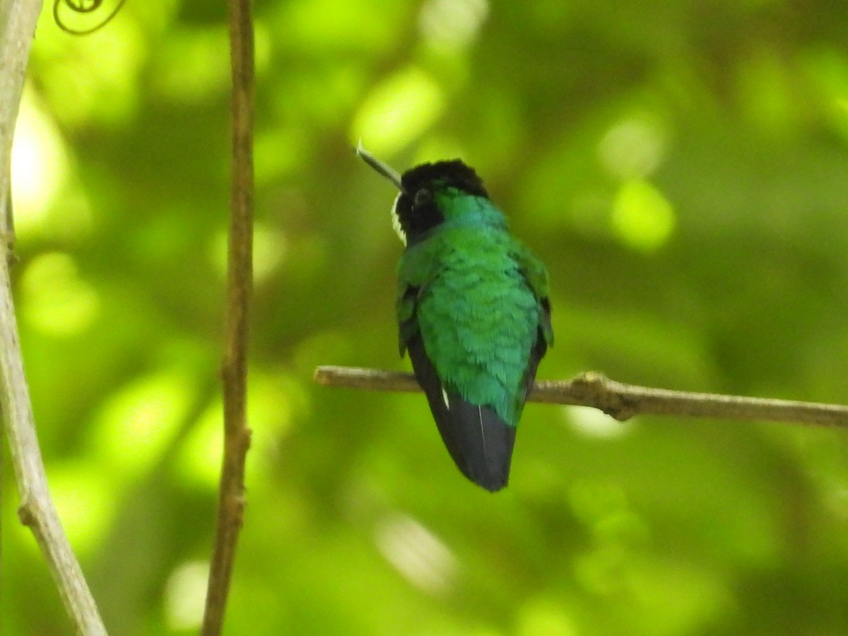 Purpurkron-Schmuckkolibri - ML643732172