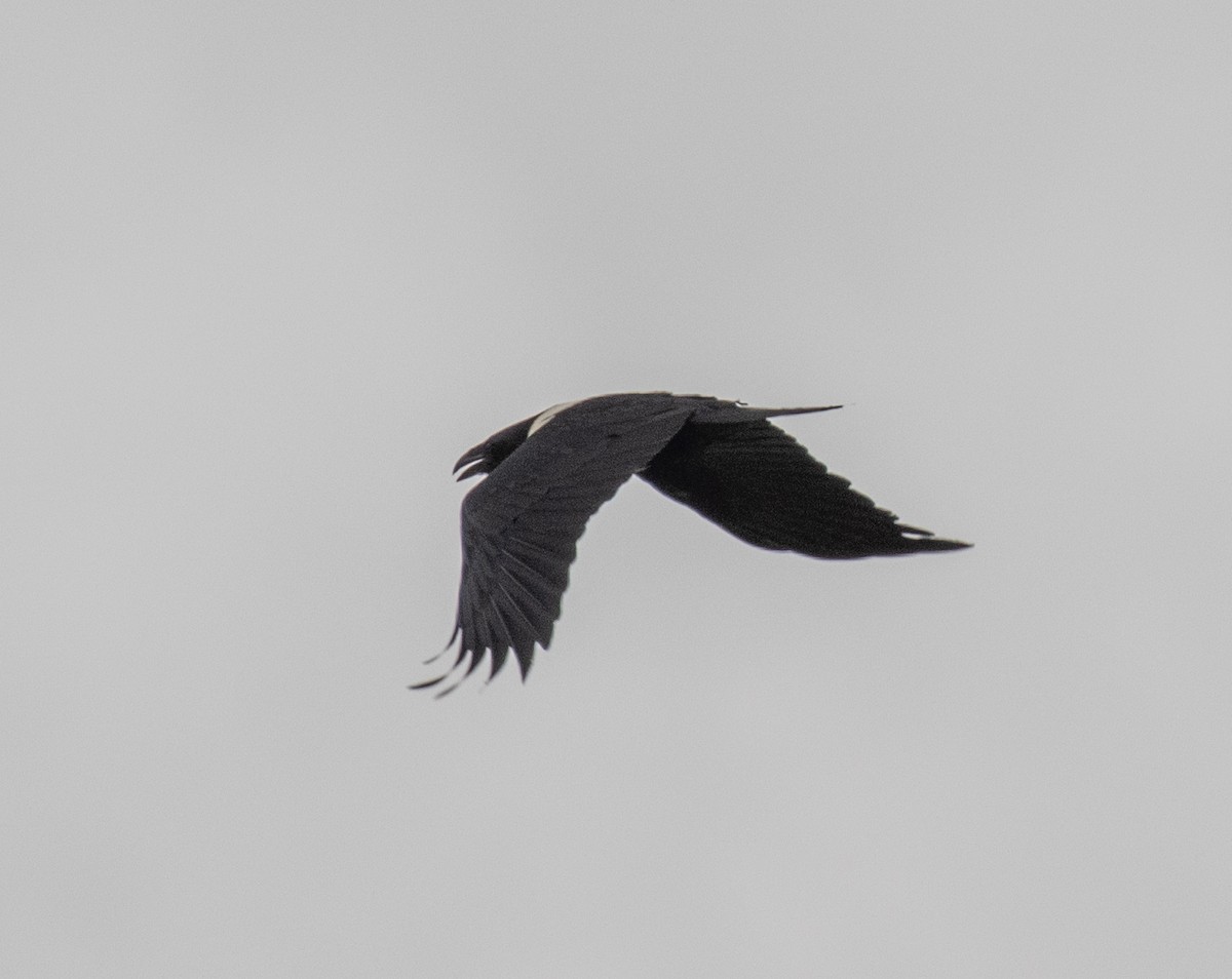 Pied Crow - ML643732173