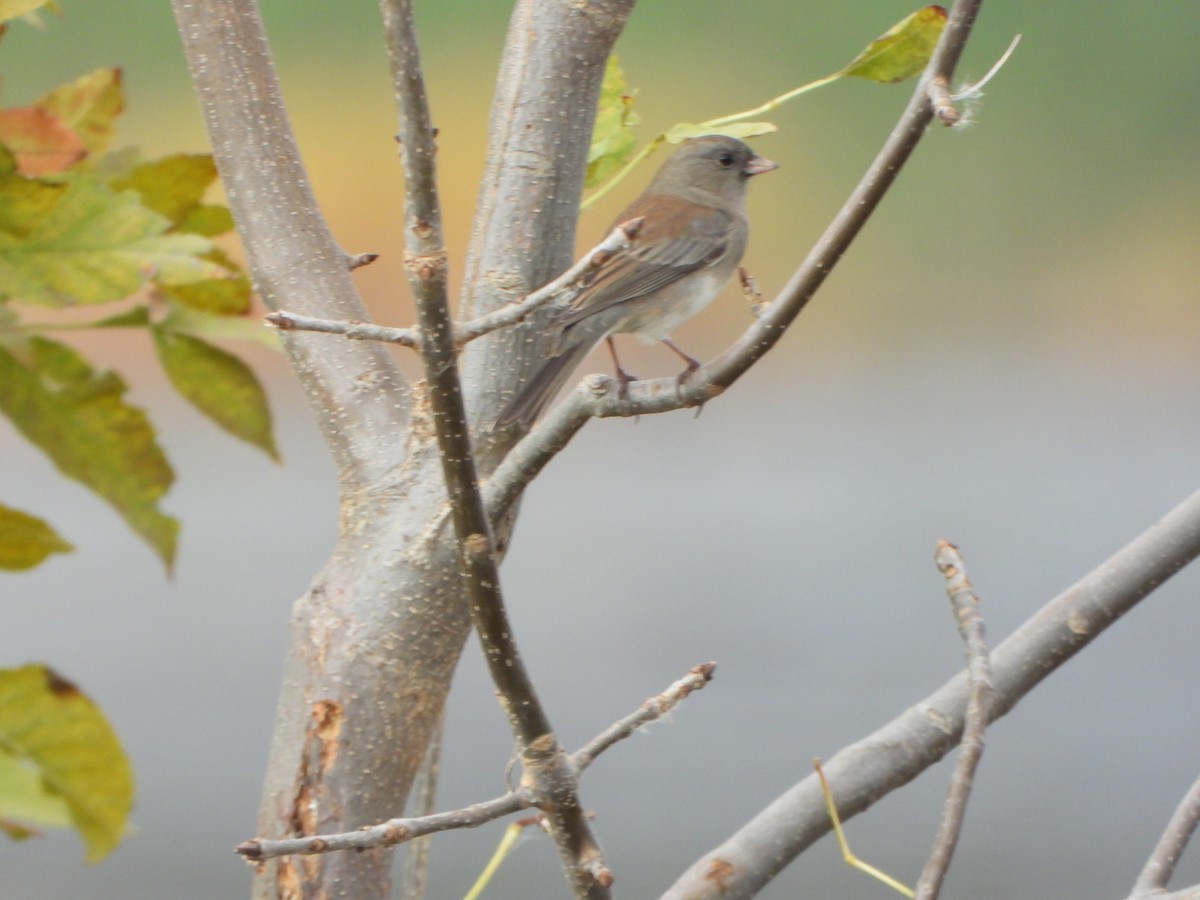 Dark-eyed Junco - ML643732175