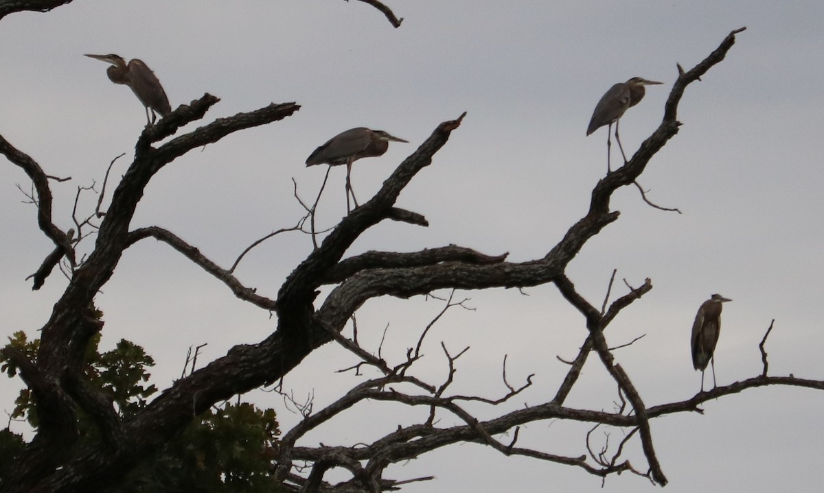 Great Blue Heron - ML643732176