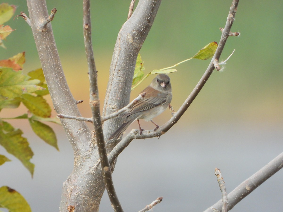 Dark-eyed Junco - ML643732179