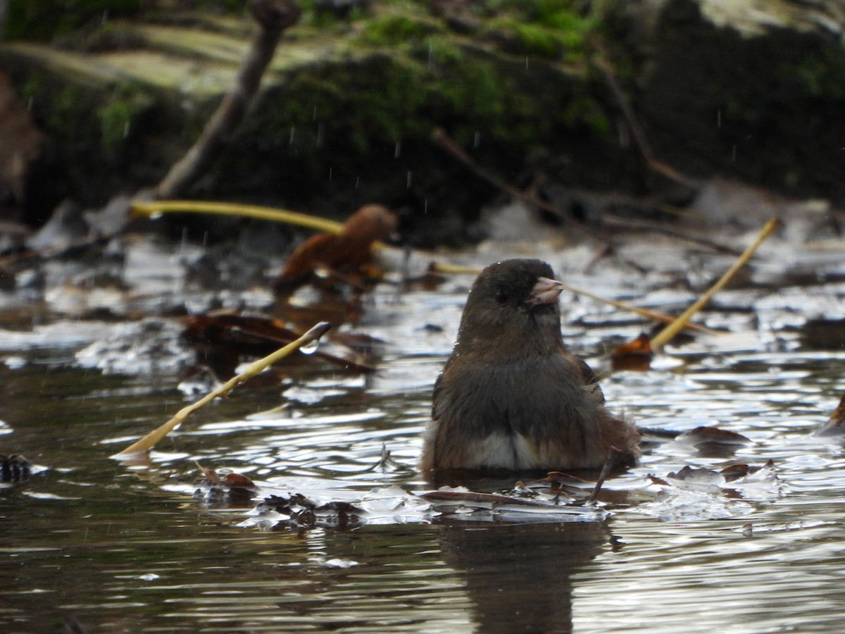Dark-eyed Junco - ML643732180