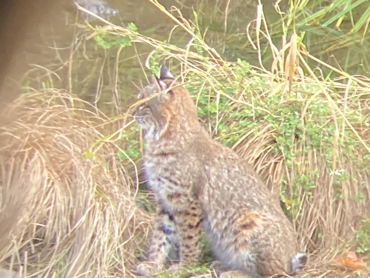 Western Bobcat - ML643732189