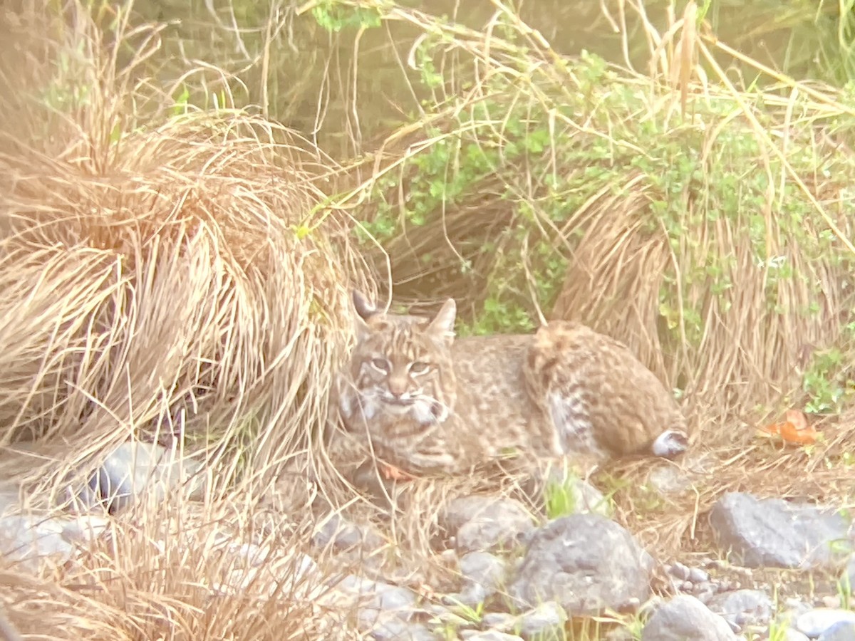 Western Bobcat - ML643732190