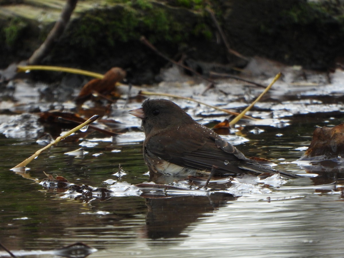 Dark-eyed Junco - ML643732193