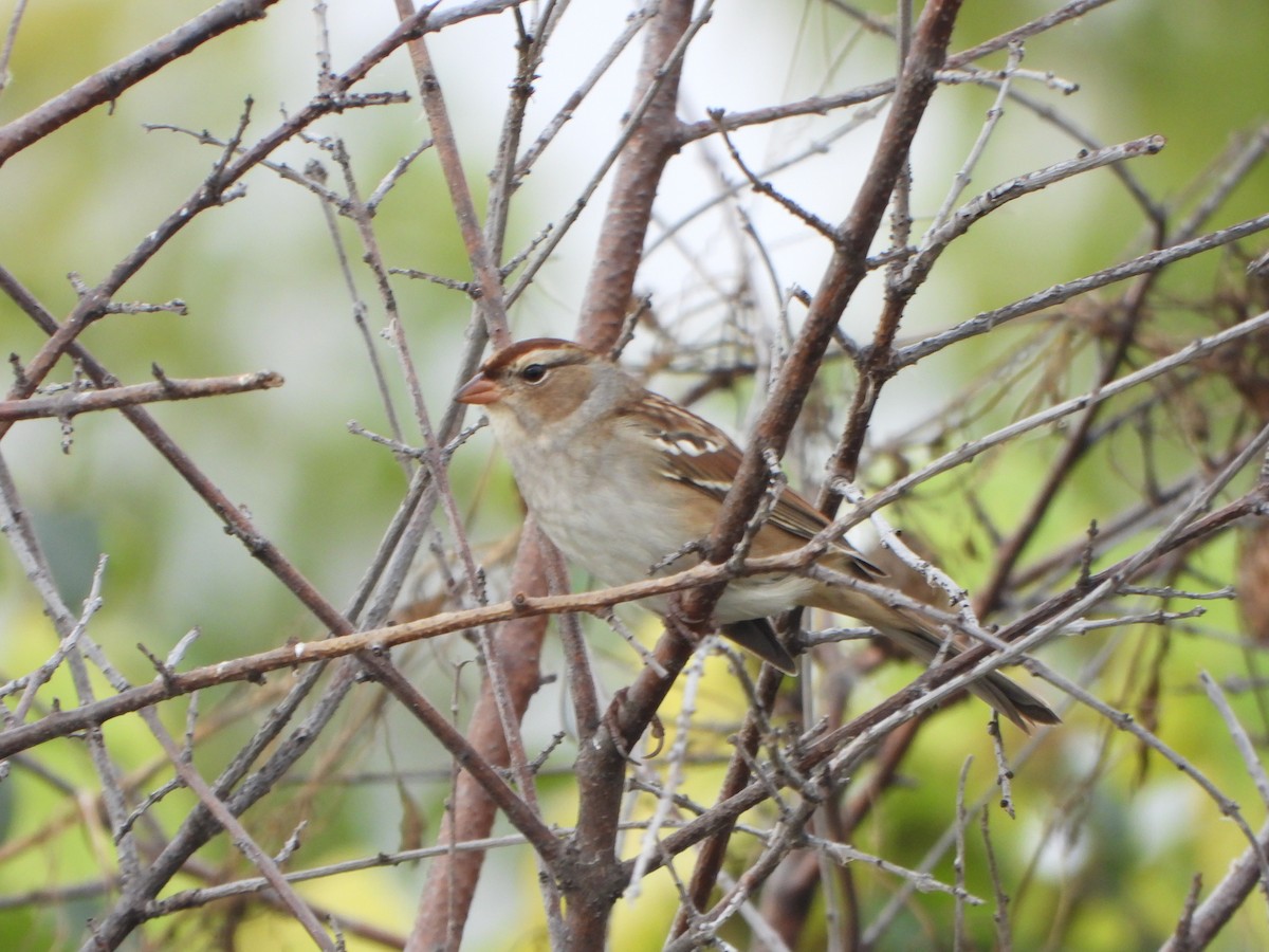 White-crowned Sparrow - ML643732197