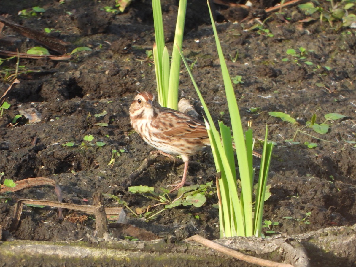 Song Sparrow - ML643732207