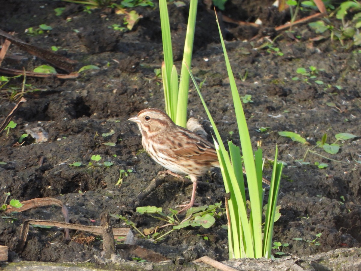 Song Sparrow - ML643732213