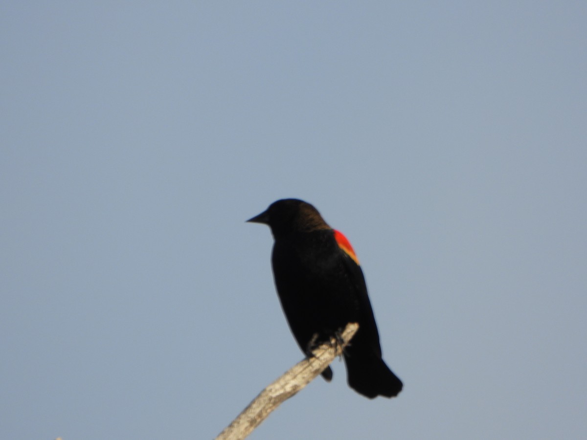 Red-winged Blackbird - ML643732218