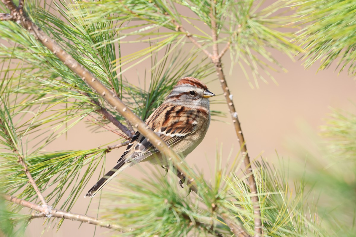 American Tree Sparrow - ML643732234