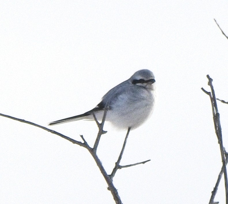 Boreal Örümcekkuşu - ML643732242