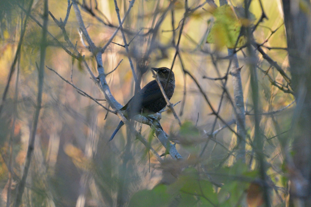 Rusty Blackbird - ML643732253