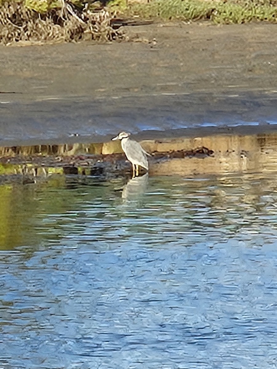 Yellow-crowned Night Heron - ML643732254
