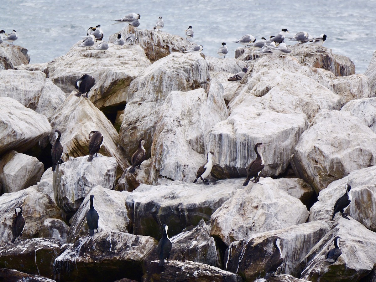 Black-faced Cormorant - ML643732264