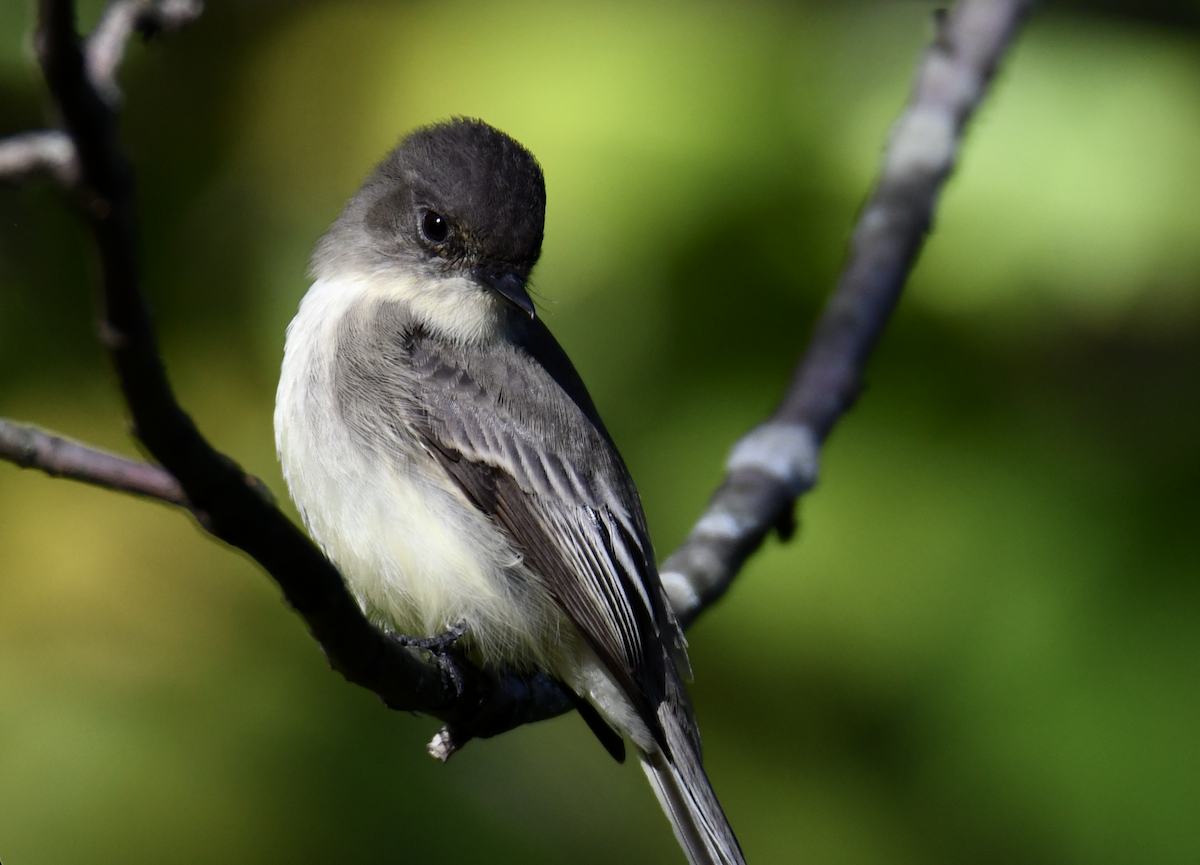 Eastern Phoebe - ML643732278
