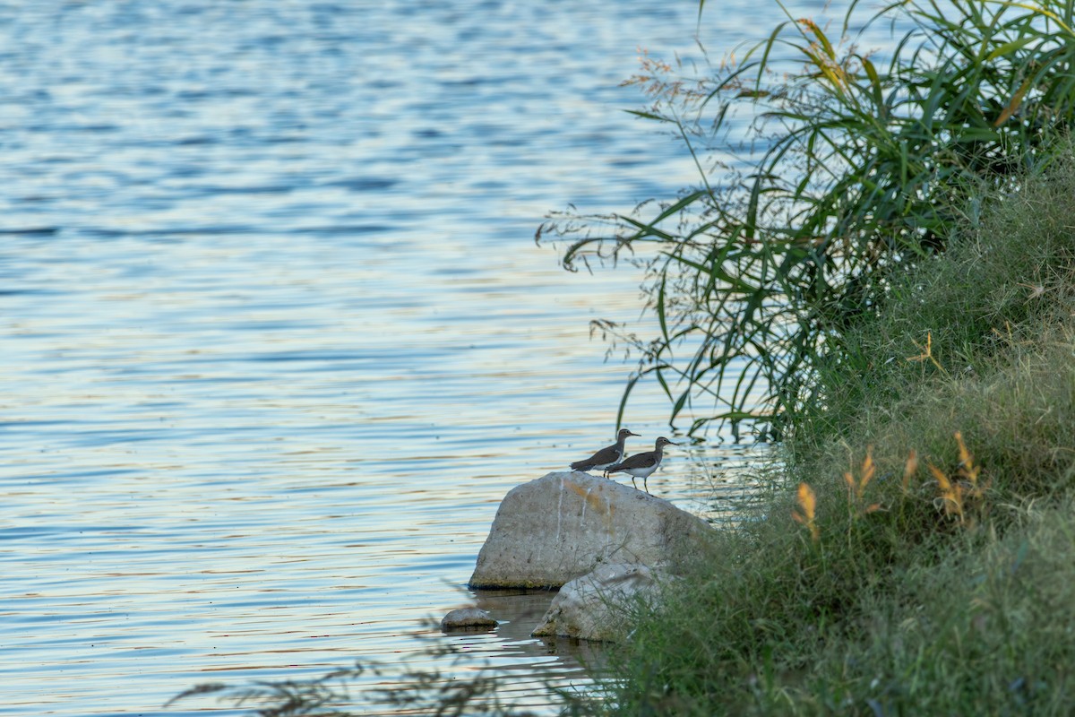 Drosseluferläufer - ML643732292