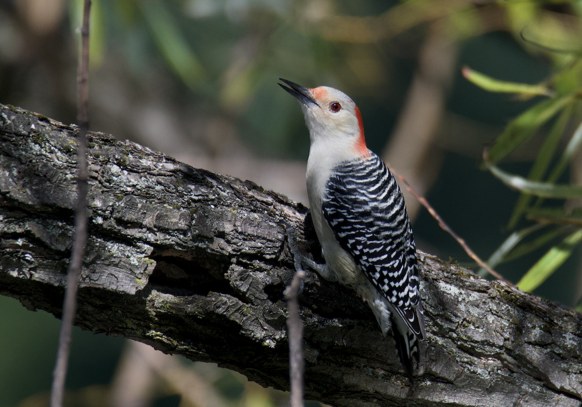 Carolinaspecht - ML643732293