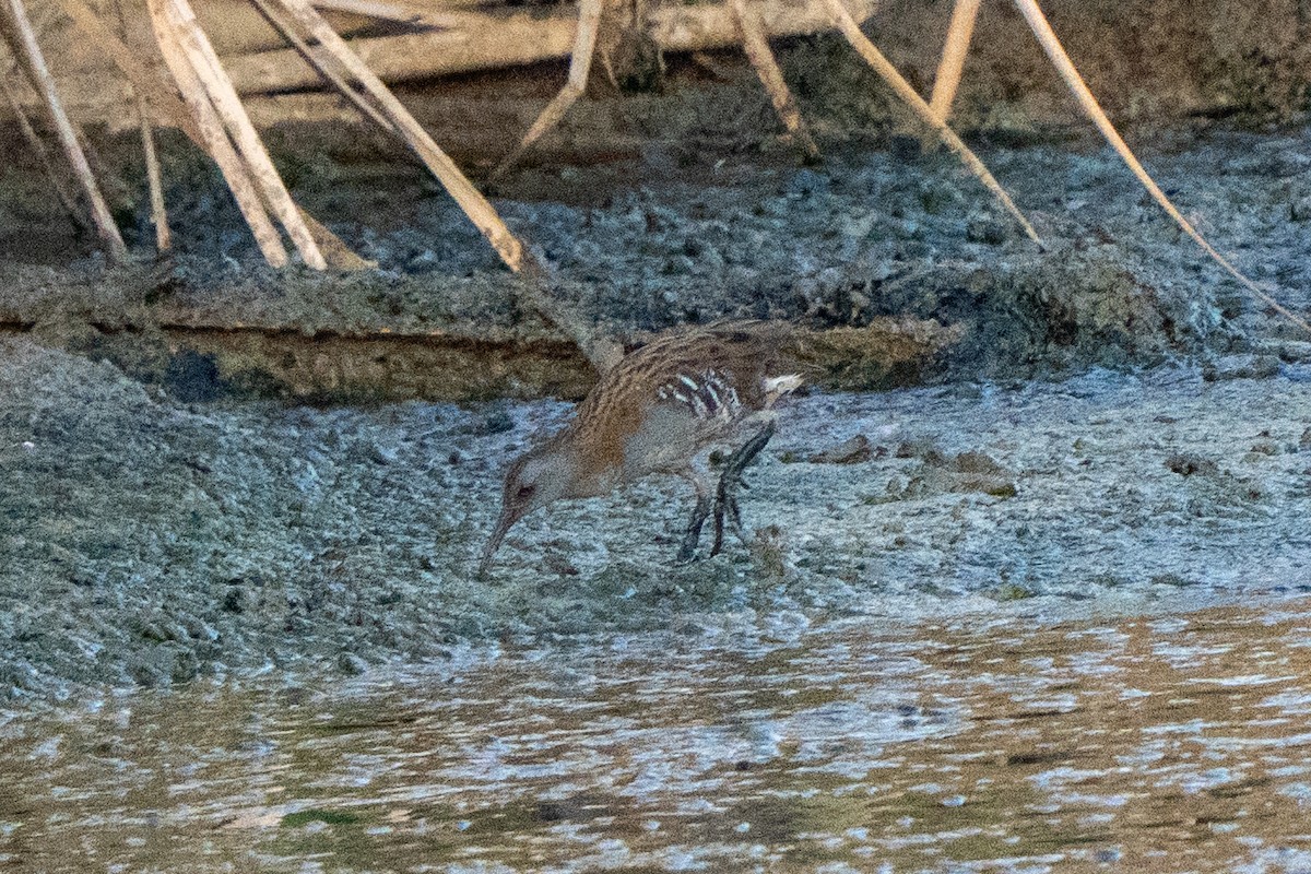 Water Rail - ML643732295