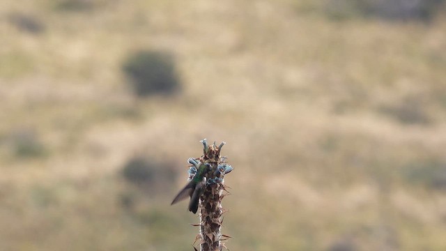 Blue-throated Hillstar - ML643732300