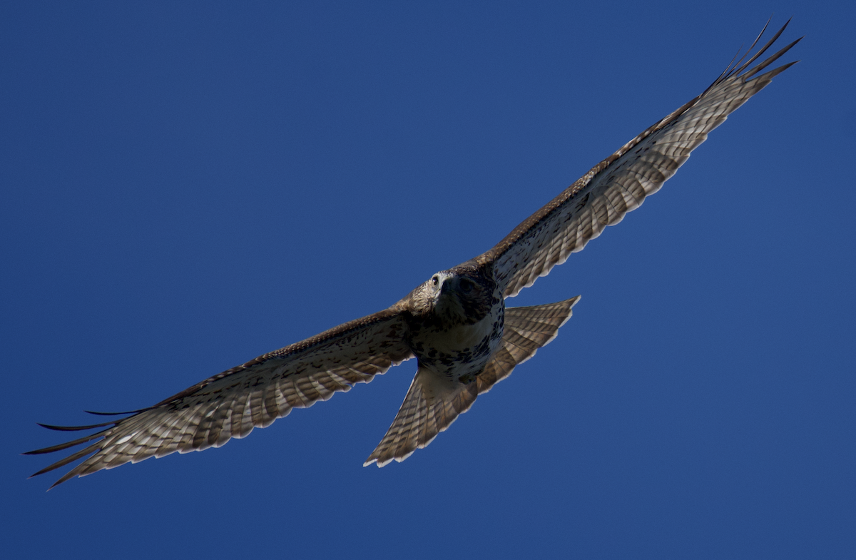Red-tailed Hawk - ML643732312
