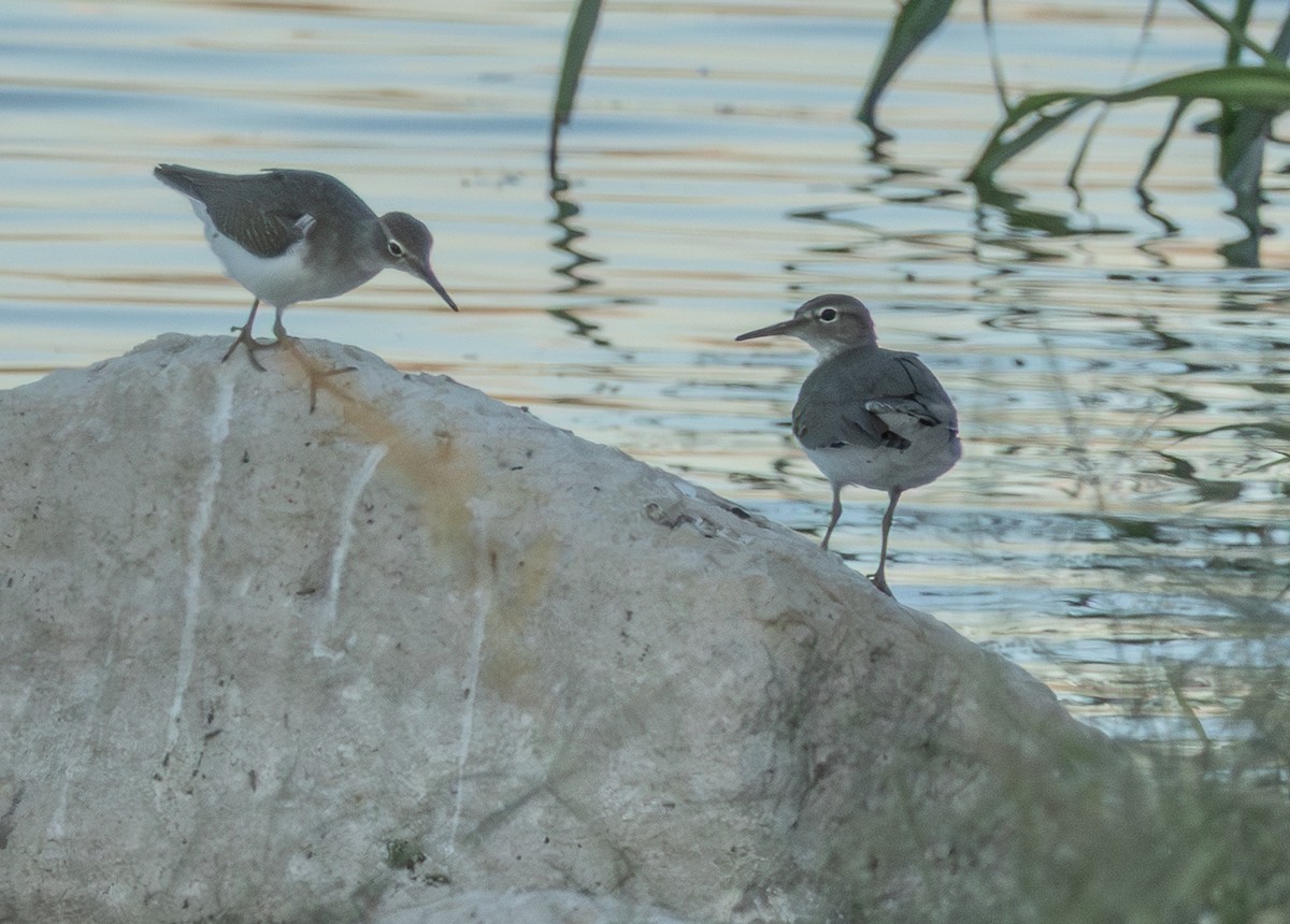 Drosseluferläufer - ML643732314