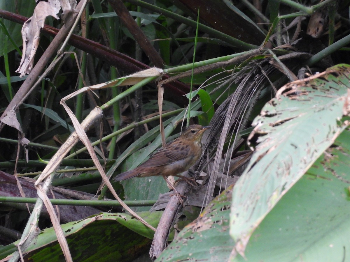 シベリアセンニュウ - ML643732316